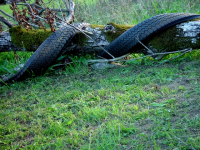 https://www.dudesek.ch/files/gimgs/th-15_15_snake-boden-053.jpg