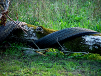 https://www.dudesek.ch/files/gimgs/th-15_15_snake-gefallen.jpg